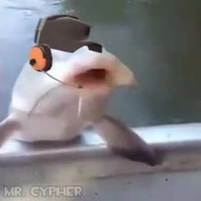 Scout phish