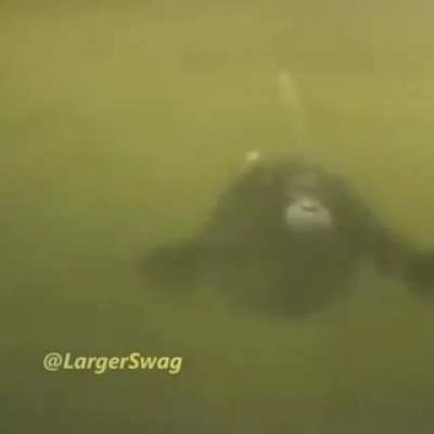 Monke