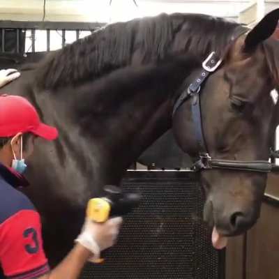 Horse doesn&rsquo;t know how to handle a massage gun