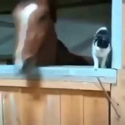 Horses hate cats apparently.