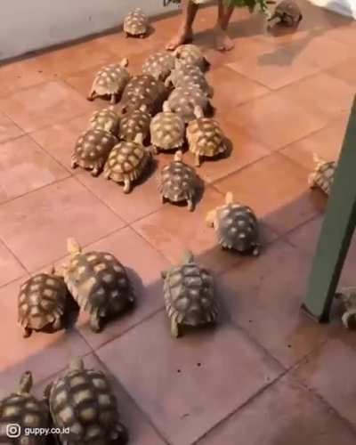 Did you know a group of tortoises is called a "creep"?