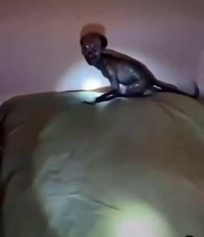 New pet