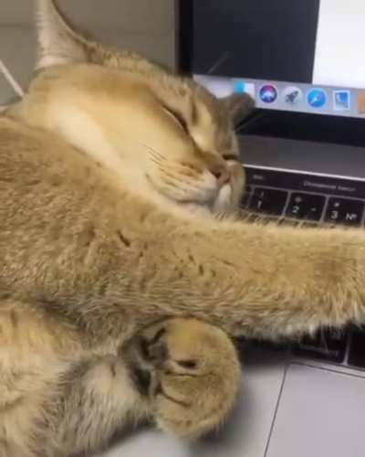 Shhh, I&rsquo;am trying to sleep.