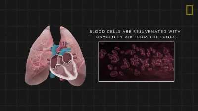 The human heart beats up to 3 billion times over an average lifespan. Learn about the anatomy of the heart and how this muscular organ provides life-giving oxygen throughout the body.