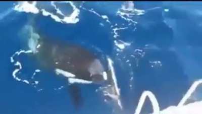 A captain whose boat was attacked by orcas off the coast of Spain got footage of them going direct for the ship&rsquo;s rudders.