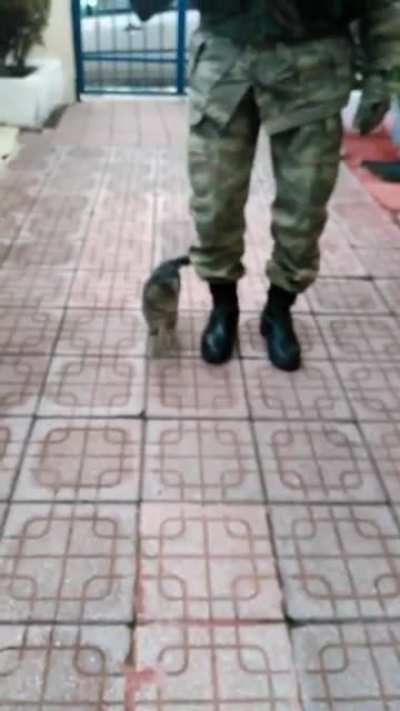 This kitten born and raised on a Turkish military base &lsquo;marches&rsquo; with the soldiers!