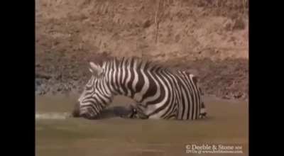 "You bite me, I'll bite you!"-The Zebra probably