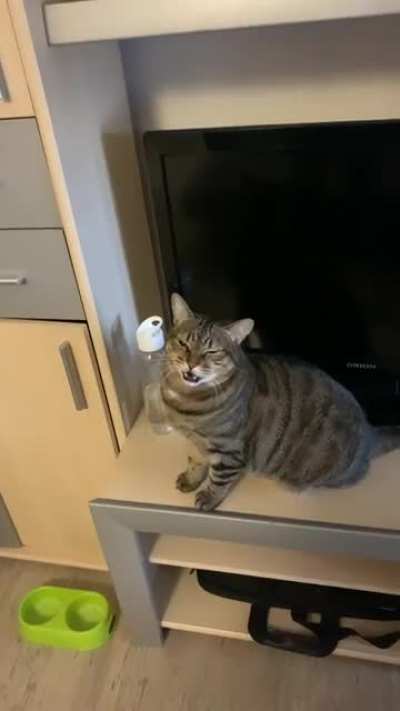 My cat doesn&rsquo;t like being told &ldquo;no&rdquo; when he asks for food