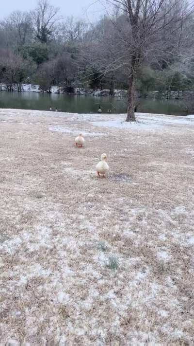 Pekins at a local lake enjoying the weather