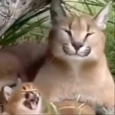 Waaaa