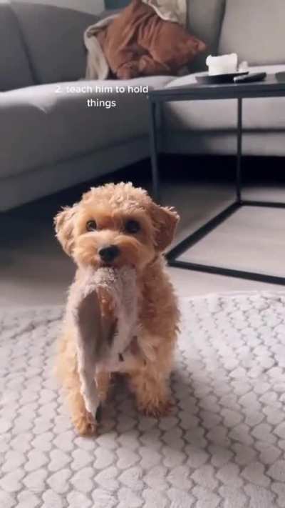 Dog training