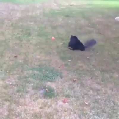 Too excited to cat
