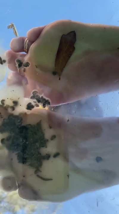Not sure if this was post worthy but damn the lighting in this video is just too good not to share ! But trapped Rollies from my garden some of them drowned in between shoots/cleanup 😪😳