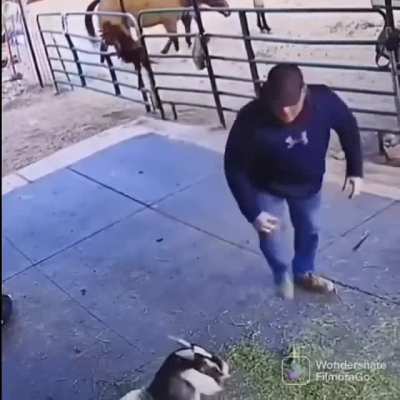 chicken attack