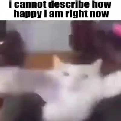 gato