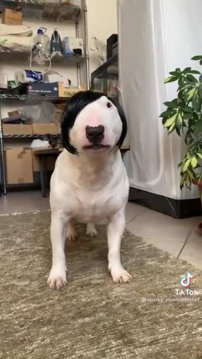 Perro emo CHAD