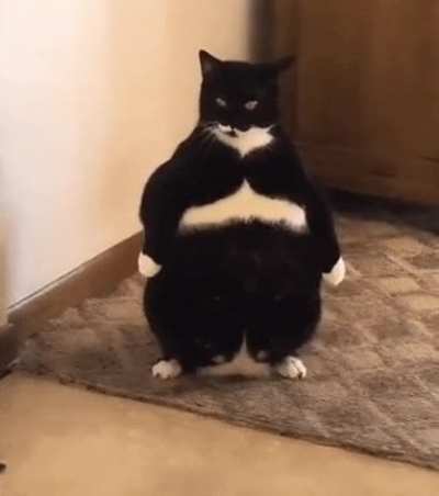 Peak physique