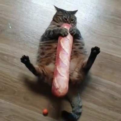Kedi ve ekmek