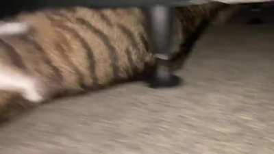 I&rsquo;ve been trying to catch a good video of him doing this for ages ! This is the best I can get !