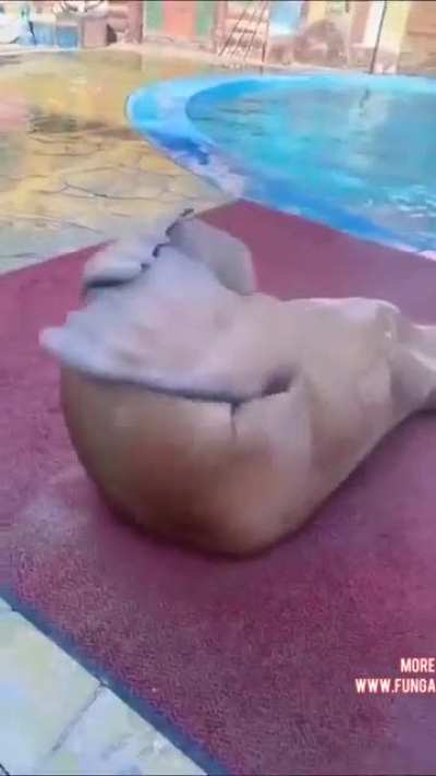All for the perfect beach body