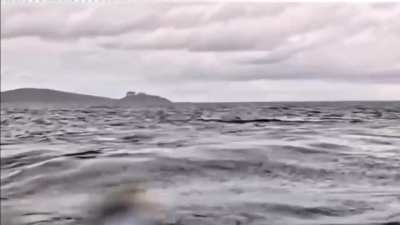 Man "swallowed" by whale and spit back out while kayaking