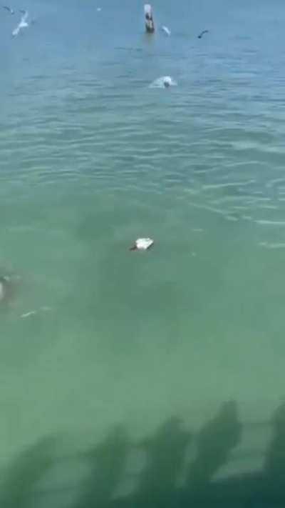 To steal food from a sea lion