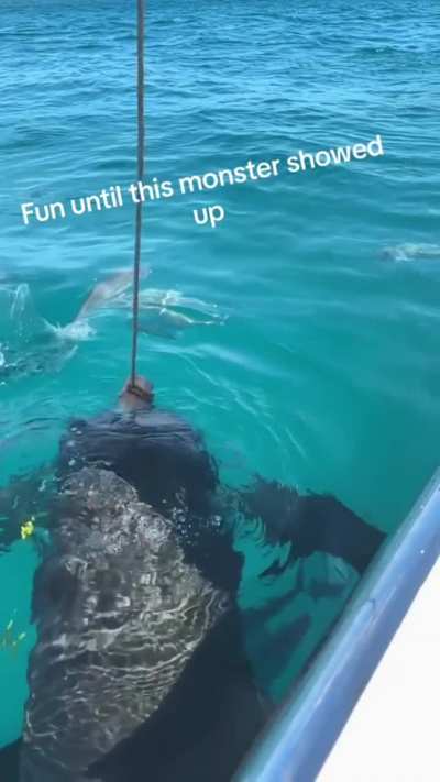 🔥 This enormous Goliath Grouper 