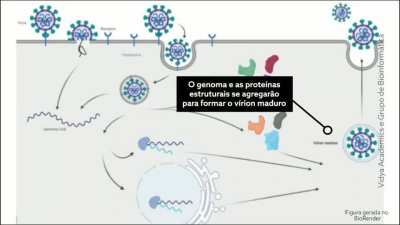 Criei uma s&eacute;rie de v&iacute;deos sobre a biologia do v&iacute;rus e seus principais alvos terap&ecirc;uticos. Neste v&iacute;deo, eu explico o que &eacute; o v&iacute;rus e como ele infecta uma c&eacute;lula. O link do v&iacute;deo original no YT t&aacute; na descri&ccedil;&atilde;o, assim como os dois &uacute;ltimos.
