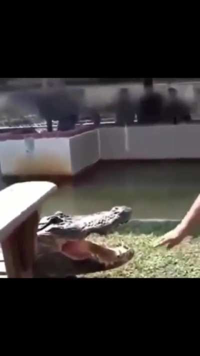 Guy playing with an alligator
