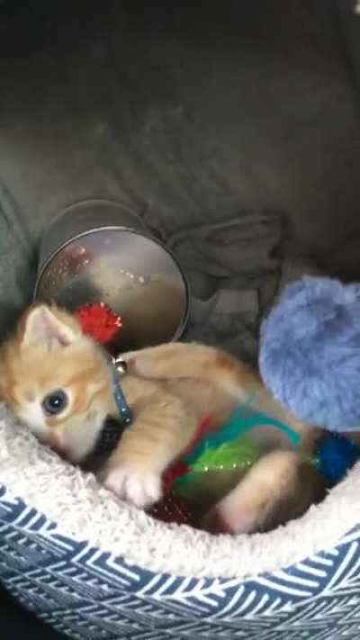 This is nugget we found him abandoned outside of a McDonald&rsquo;s at two weeks old and we have been fostering him