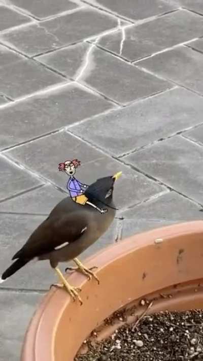 My mate Boris got a new bird