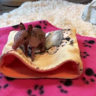 I can&rsquo;t speak for you guys, but a baby armadillo is definitely eyebleach for me