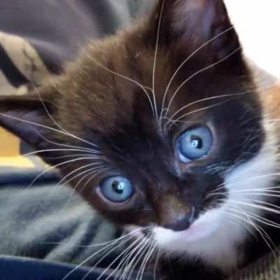 Котик