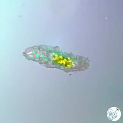 A Groovy Tardigrade: the most resilient lifeform on Earth, just letting loose