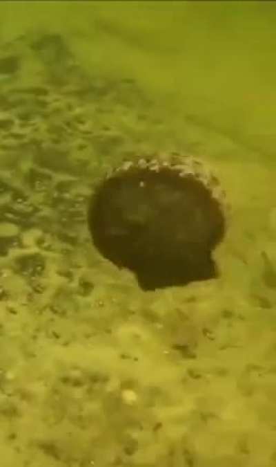 My clam people need me
