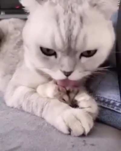 Заботливый Котик