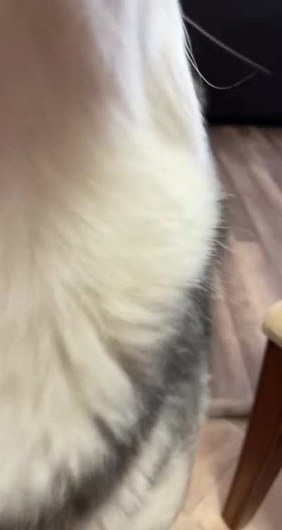 Can I get a awooo!!!?