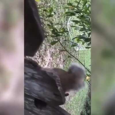 A squirrel managed to get caught on a fence by his nutsack.