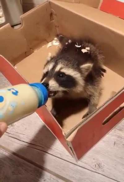 Крошка Енот