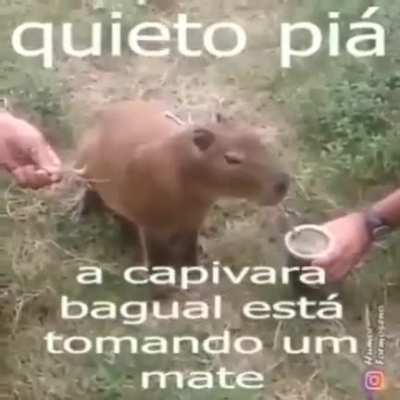silencio primatas