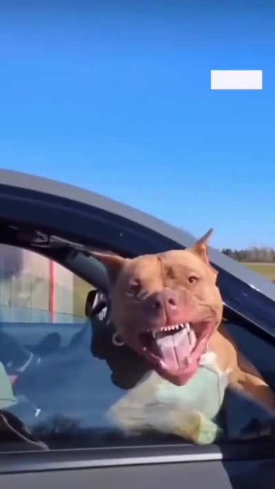 “Come on buddy. Just step back.” Your pibble is not listening to you at all. All it is seeing is red in this video - at a total stranger.