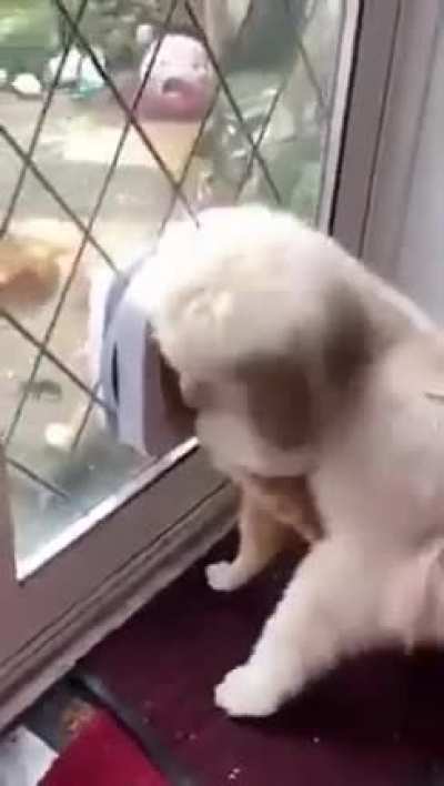 WOOF WOOF