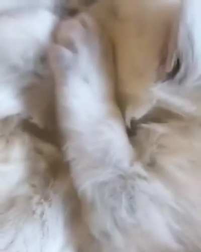 Котики