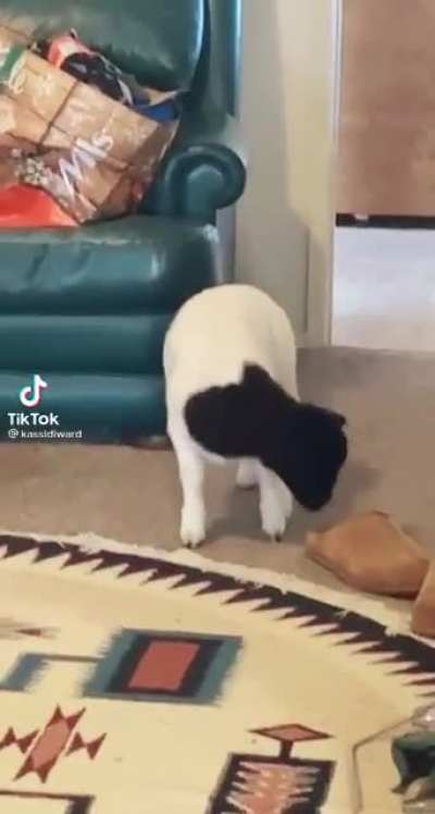 Carlito, what are you doing in the house?