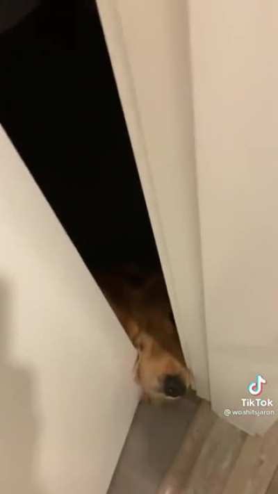 There&rsquo;s some irony in a dog wanting privacy in the bathroom.