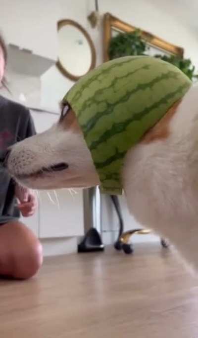 &ldquo;What&rsquo;re these hoomans doing to me?&rdquo;