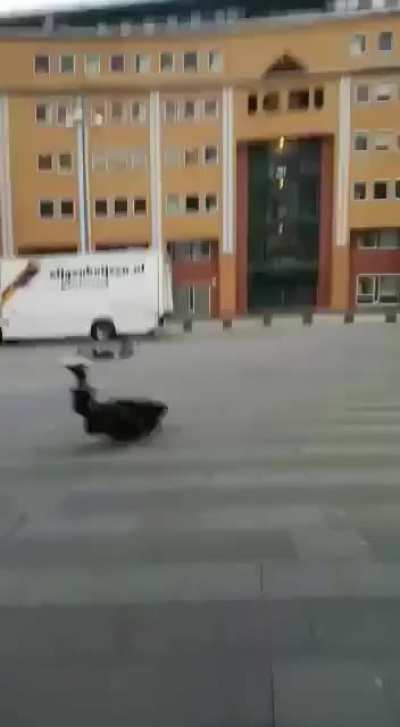 Full speed scorpion