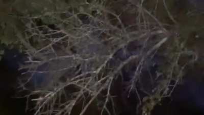 Leopards are about to mate an impala runs straight into them
