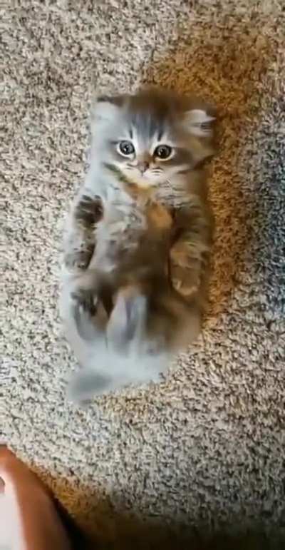 i demand more pets