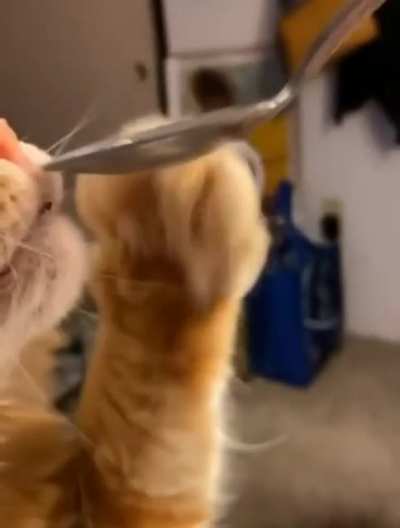 Cat brain freeze